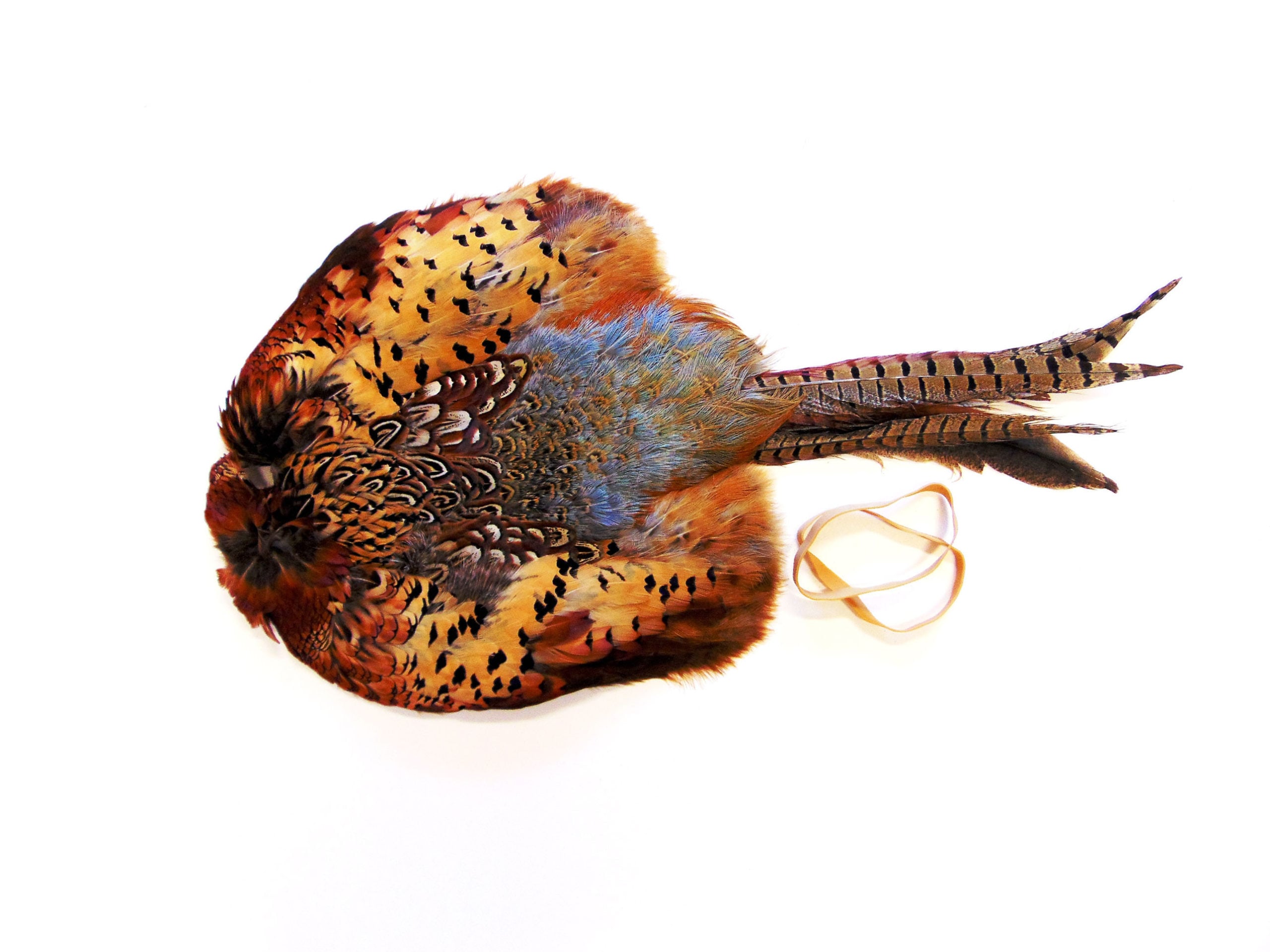 Cock Pheasant Pelt